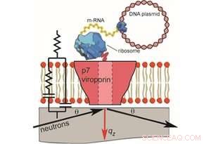 Neutron Scattering Uncovers New Insights into Hepatitis C Virus