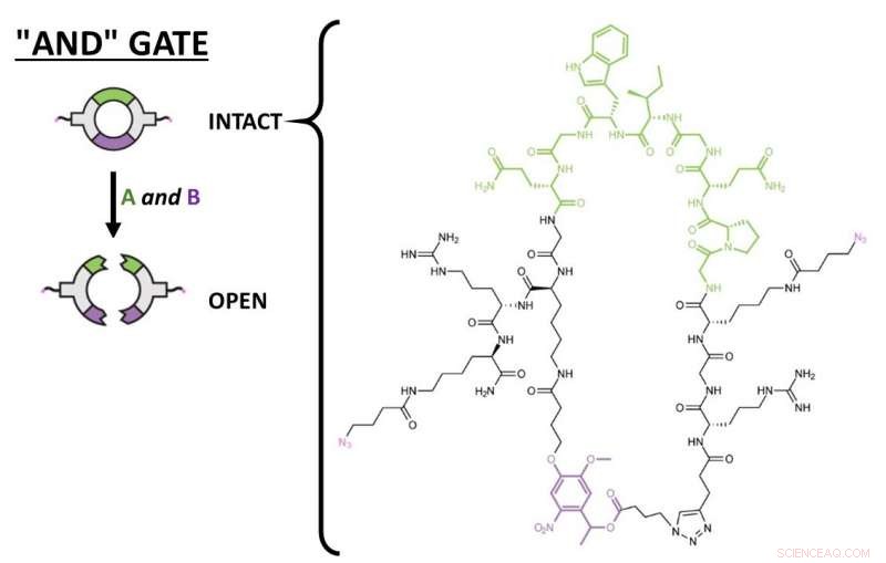 Scientists Design Biomaterial Logic Gates for Targeted Drug Release Triggered by Environmental Signals