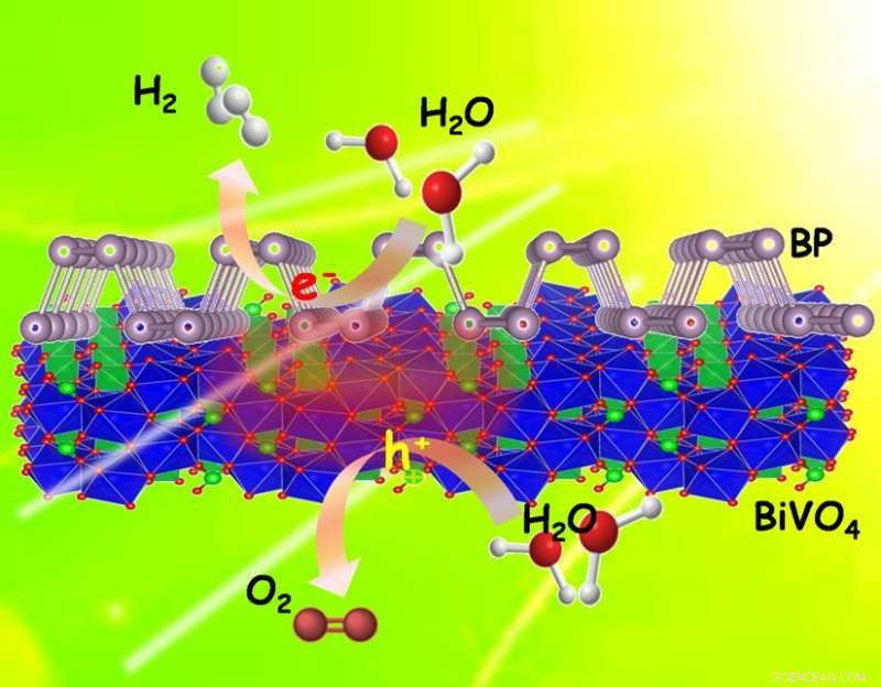 Harnessing Ultrathin Black Phosphorus for Efficient Solar-Driven Hydrogen Production