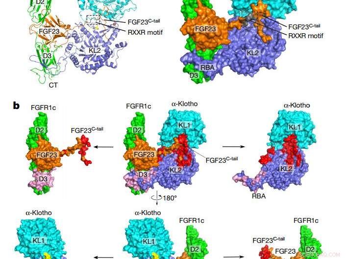 Scientists Reveal the 3D Structure of the Anti-Aging Hormone FGF23