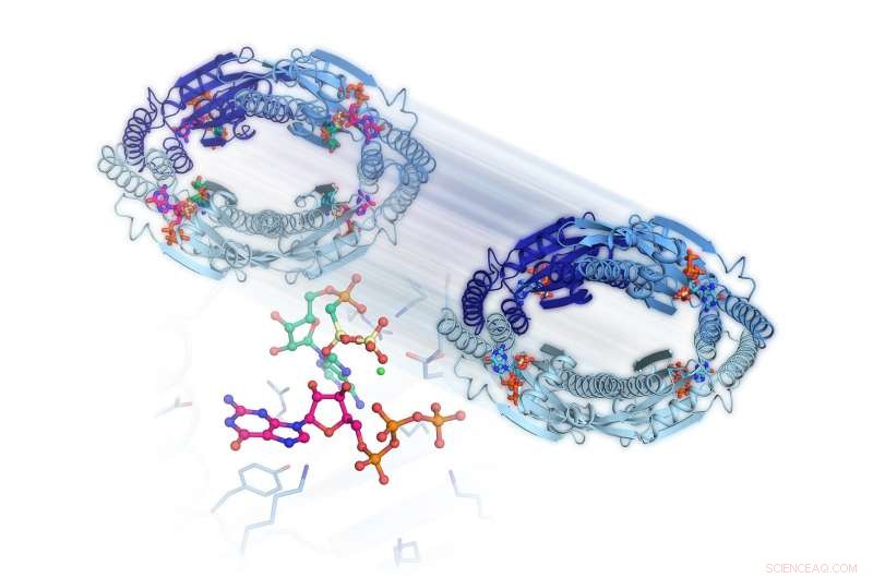 New Study Uncovers MRSA s Stress-Response Mechanism to Antibiotics