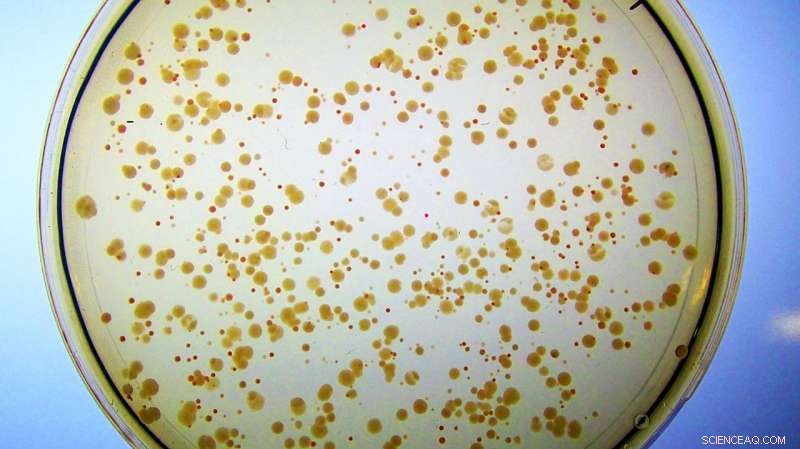 Engineered Protein, Designed from Scratch, Functions as a Real Enzyme in Cells