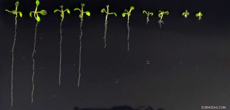 Synthetic Hormone Reveals Plants  Hidden Lives