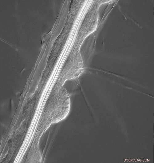 Synthetic Hormone Reveals Plants  Hidden Lives