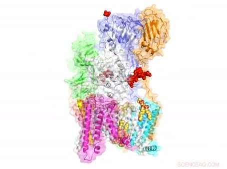 Cryo‑EM Uncovers Key Protein‑Modification Complex, Opening New Drug Development Pathways