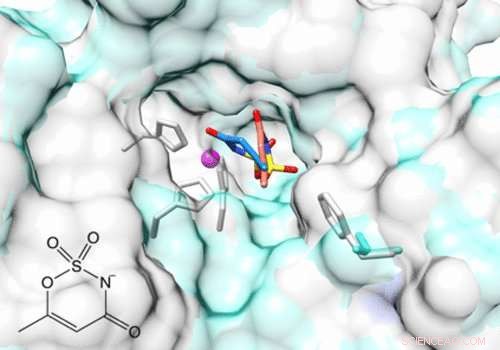 New Potential: Artificial Sweeteners as Low‑Side‑Effect Cancer Therapies
