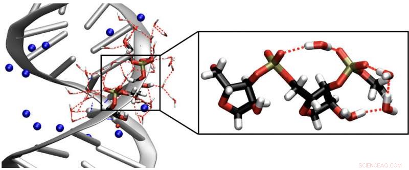 Ribonucleic Acid and Water: Exploring Flexibility and Structural Interactions