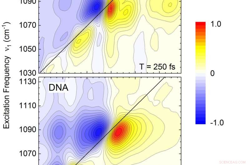 Ribonucleic Acid and Water: Exploring Flexibility and Structural Interactions