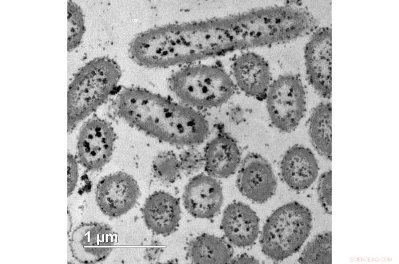 Sustainable Copper Catalysts: Metal‑Reducing Bacteria Offer an Eco‑Friendly Path