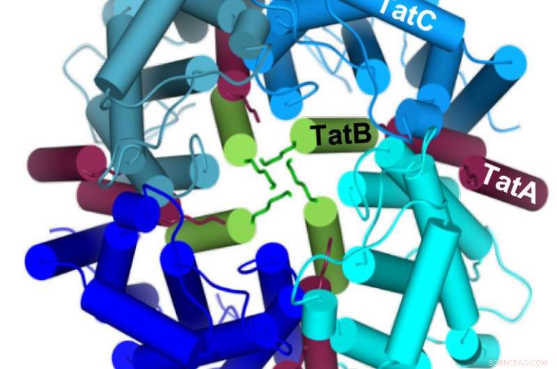 Biochemists Probe How Large Proteins Translocate Across Bacterial Membranes
