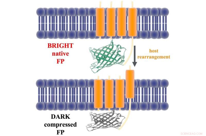 New Technique Enables Pre-Synthesis Testing of Fluorescent Biosensors