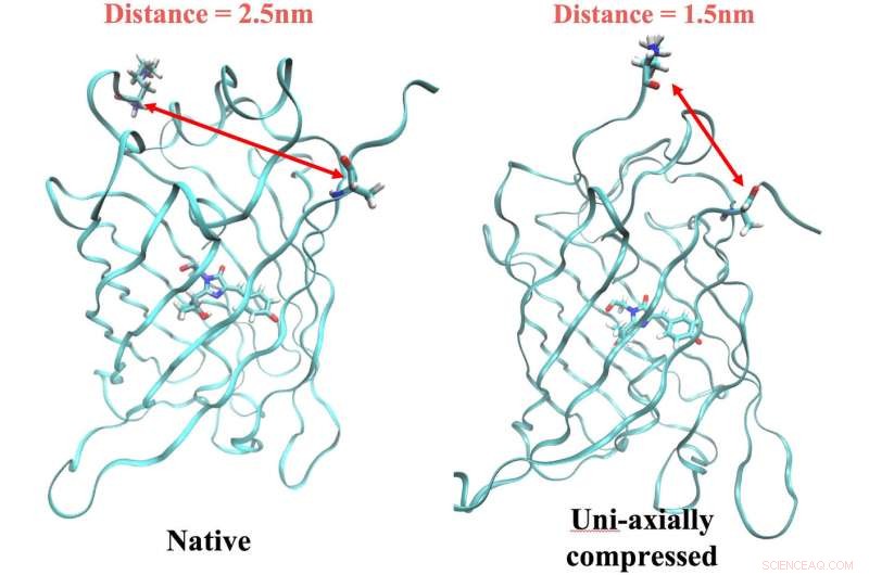 New Technique Enables Pre-Synthesis Testing of Fluorescent Biosensors