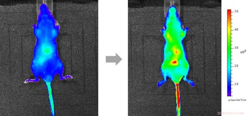 Fluorescence Imaging Reveals Vitamin C Distribution in Living Tissues