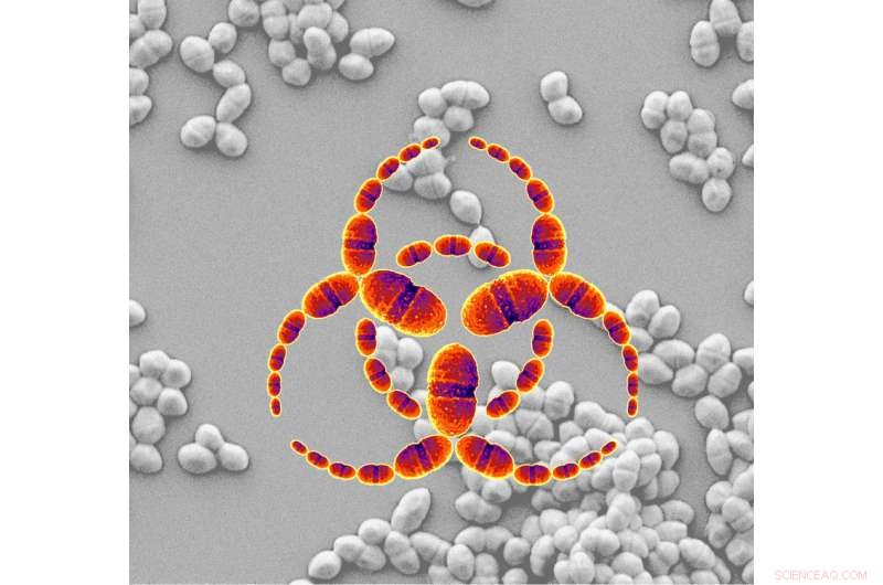 New Discovery: Botulinum-Like Toxins Detected in Enterococcus, a Ubiquitous and Multidrug-Resistant Bacterium