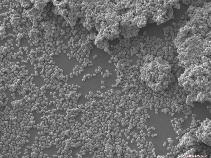 New Discovery: Botulinum-Like Toxins Detected in Enterococcus, a Ubiquitous and Multidrug-Resistant Bacterium