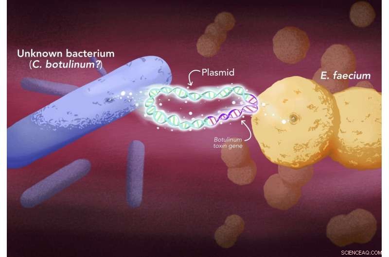 New Discovery: Botulinum-Like Toxins Detected in Enterococcus, a Ubiquitous and Multidrug-Resistant Bacterium
