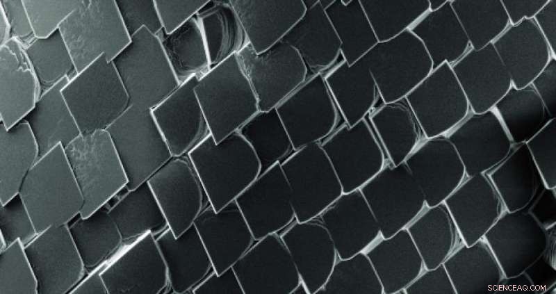 Tiny Biodegradable Scales Offer Safer Bone and Joint Implant Material