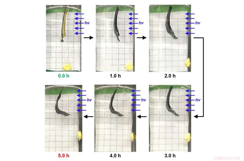 Light-Activated Molecular Muscle Mimics Natural Movement