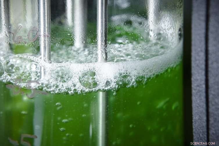 Harnessing Biomining: Sustainable Extraction of Future Metals