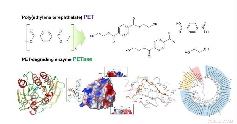 Unveiling the Molecular Mechanism Behind PET Degradation: Structural Insights