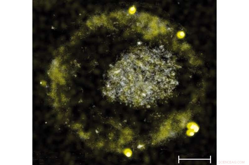 Gold‑Producing Bacteria Turn Toxic Metals Into Valuable Nuggets