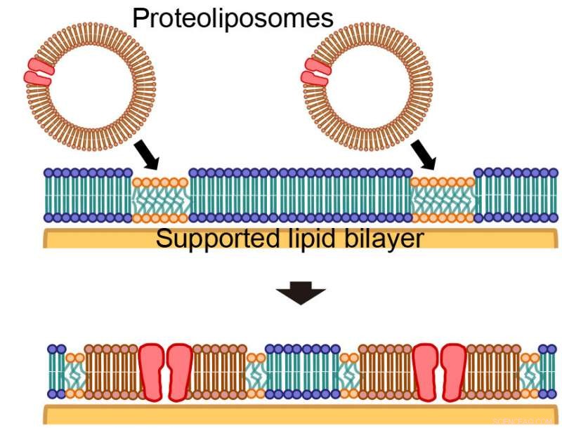 Investigating Cell Membrane Domain Formation in Synthetic Lipid Bilayers