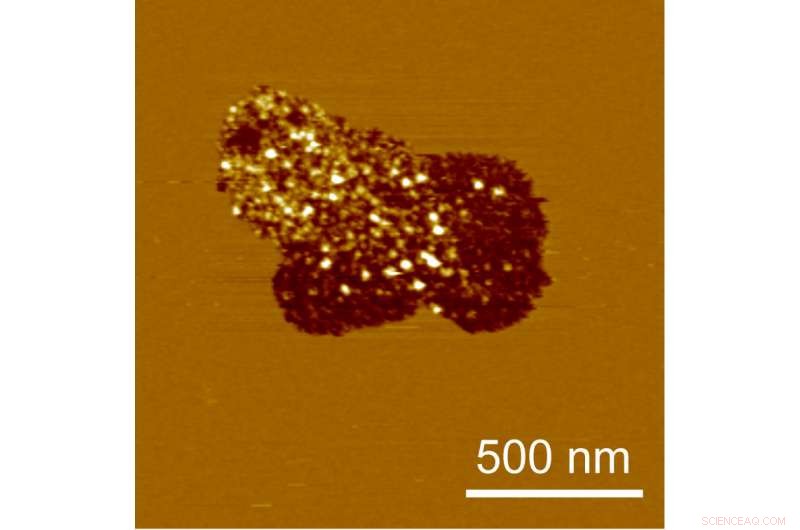 Investigating Cell Membrane Domain Formation in Synthetic Lipid Bilayers