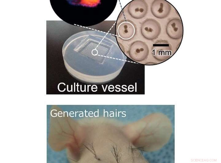 Advanced Mass-Scale Hair Regeneration Technology