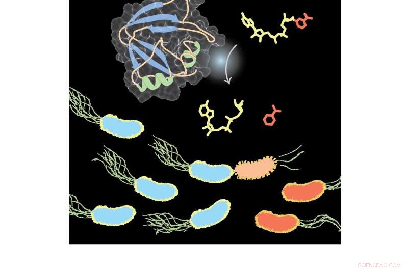 Unveiling the Molecular Arsenal of the Plant Microbiome