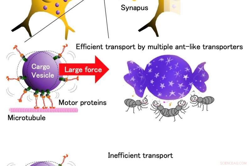 Efficient Neuronal Cargo Transport: How Multiple Motor Proteins Act Like Ants