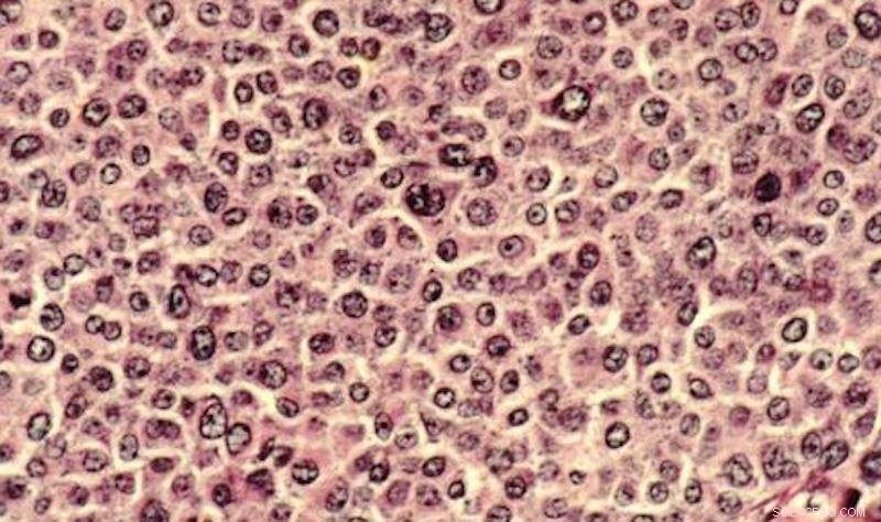 Revolutionary 3D Modeling Technique to Halt Cancer Growth