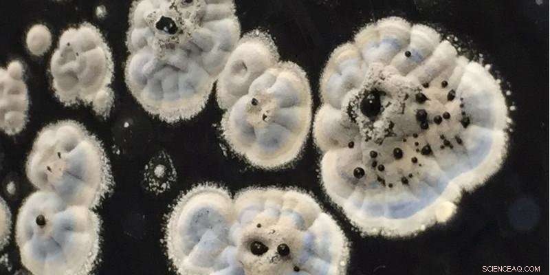 Reviving Legacy Chemicals: Old Compounds as Tomorrow s Life‑Saving Antibiotics