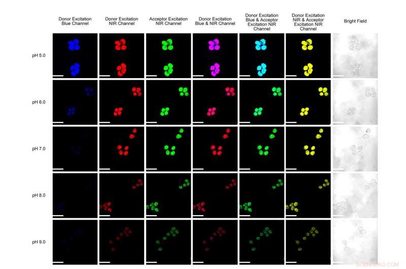 Optimizing Fluorescent Dyes: Acid-Resistant Performance That Withstands Aqueous Conditions