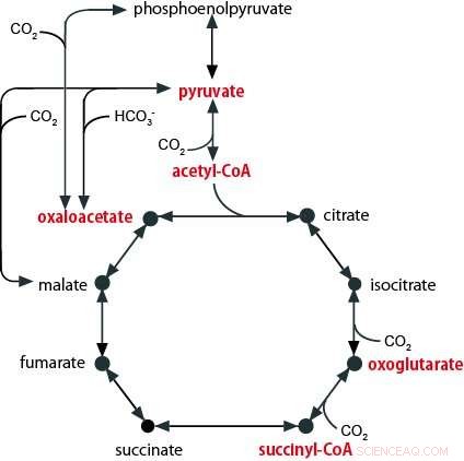 Unveiling a Primitive Metabolic System: A Window into Earth s Early Life