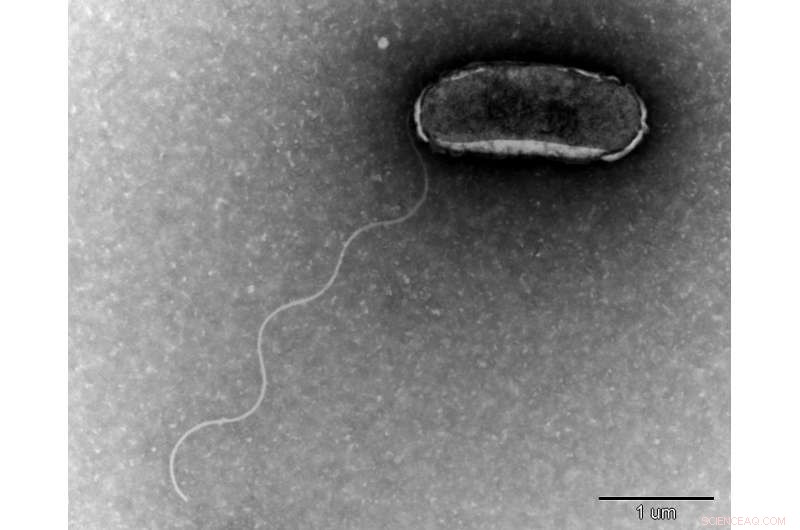 Unveiling a Primitive Metabolic System: A Window into Earth s Early Life