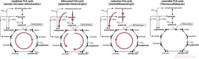 Unveiling a Primitive Metabolic System: A Window into Earth s Early Life