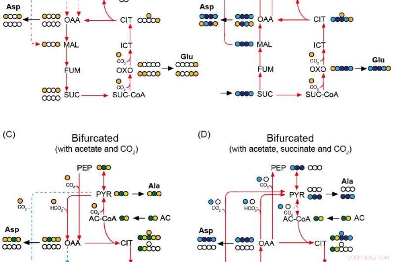 Unveiling a Primitive Metabolic System: A Window into Earth s Early Life