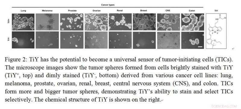 Advanced Sensor Targets Tumor‑Initiating Cells to Prevent Cancer Relapse
