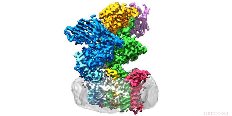ETH Researchers Reveal 3‑D Structure of Sugar‑Attachment Enzyme