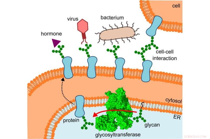 ETH Researchers Reveal 3‑D Structure of Sugar‑Attachment Enzyme