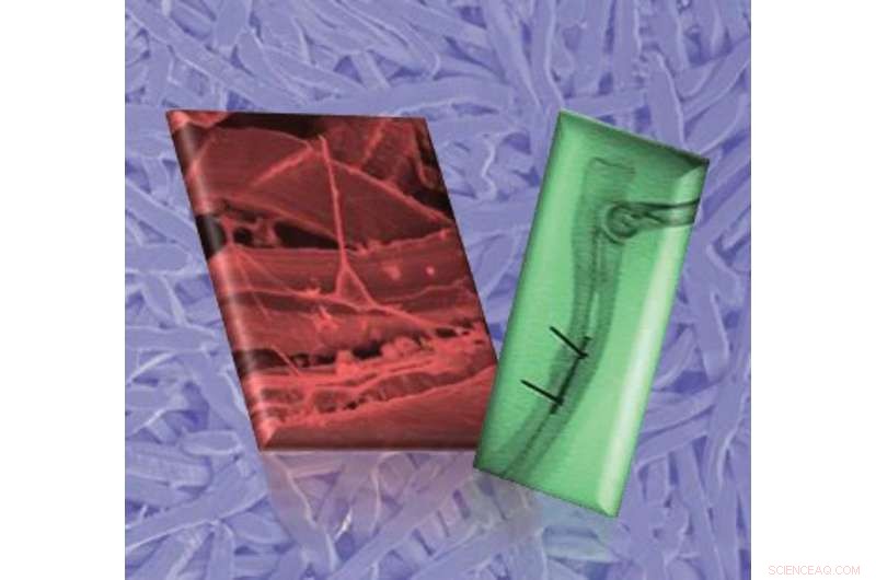 New Titanium Plate Passes Safety Tests for Bone Repair – Scientists Report Success