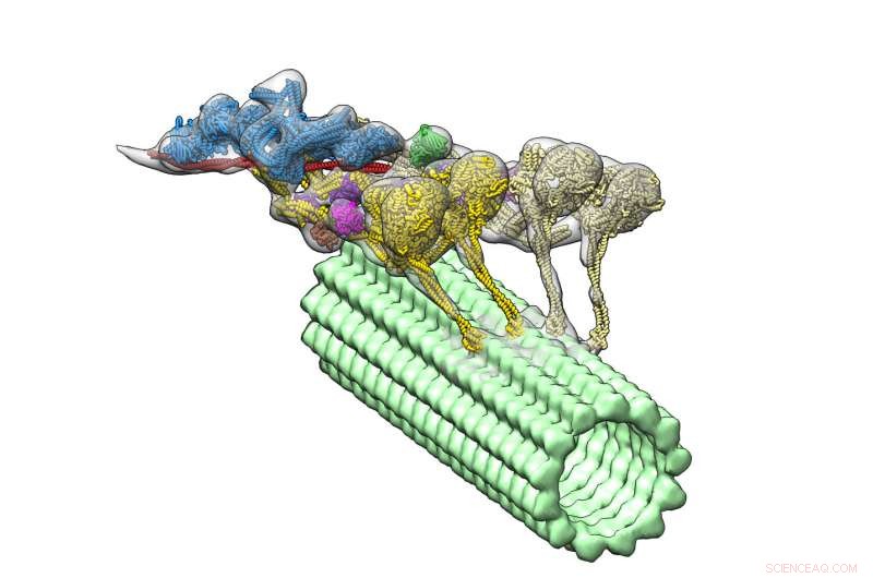 Micro‑Scale Transport: How Motor Proteins Move Molecules Inside Cells