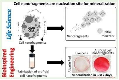 Harnessing Cell Membrane Biomaterials for Advanced Bone Regeneration