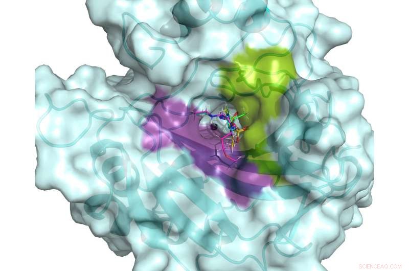 Neutron Scattering Sheds Light on Glaucoma Drugs  Enzyme Targets, Guiding Aggressive Cancer Treatment