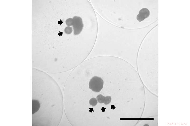 Microscale Drug‑Delivering Capsules Enhance Survival of Transplanted Insulin‑Producing Cells
