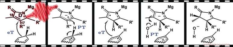 Stepwise Hydride Transfer in Chlorophyll Biosynthesis: Mechanistic Insights