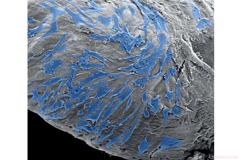 Pioneering Bioprinting Technique Recreates Biological Structures with Natural Cells and Molecules