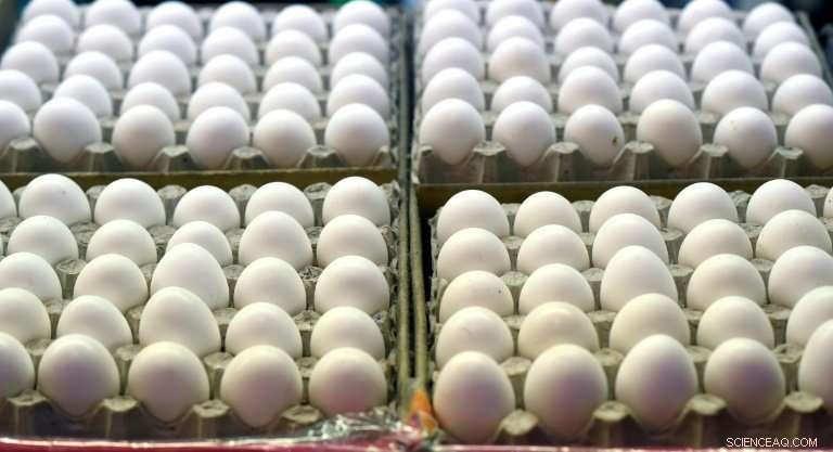 Japanese Scientist Uses Egg White Proteins to Boost Clean Energy Production