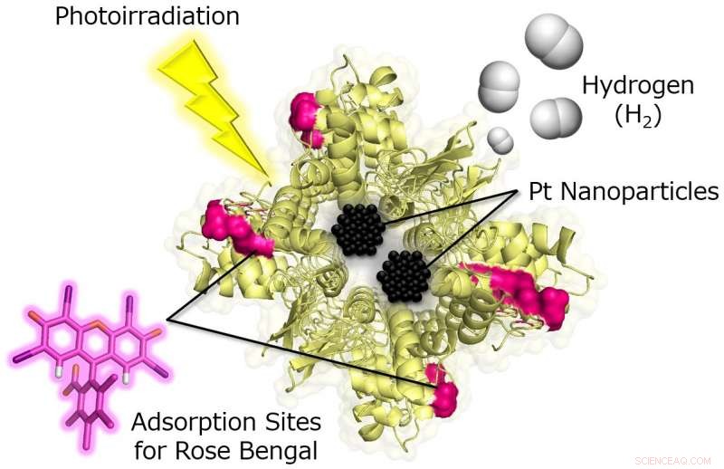 Egg White Innovation Powers Clean Hydrogen Production