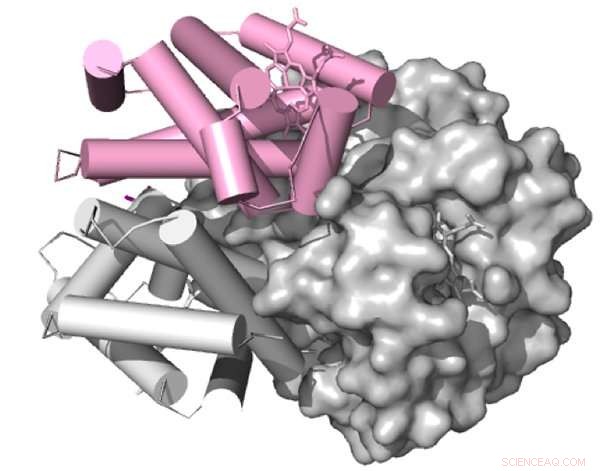 High-Altitude Birds: Distinct Mutations Drive Similar Adaptations